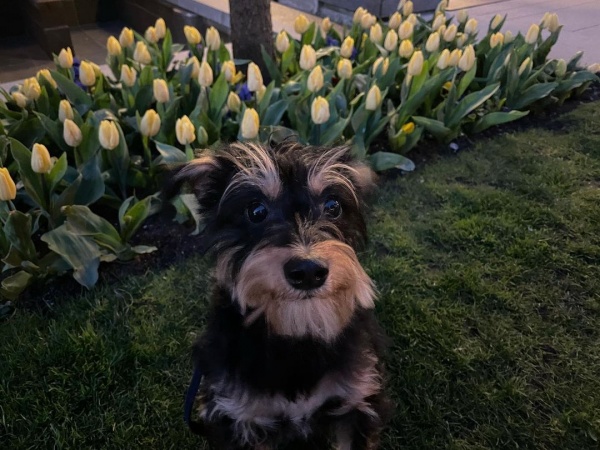 2021.04.12.
@lilireinhart: Tavasz van, bébi 🌷
