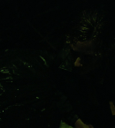 vlcsnap-00625.png