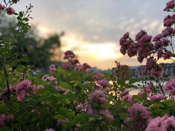 2019.06.18.

