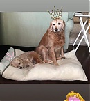 Filename=0904bb.jpg
Filesize=90KiB
Dimensions=869x1539
Date added=Nov 08, 2018 0904bb.jpg