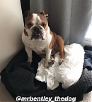 Filename=1019r.jpg
Filesize=145KiB
Dimensions=1080x1920
Date added=Nov 08, 2018 1019r.jpg