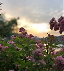 Filename=lilireinhart_65007400_195832594732421_7109894683767070525_n.jpg
Filesize=132KiB
Dimensions=1080x809
Date added=Oct 25, 2019 lilireinhart_65007400_195832594732421_7109894683767070525_n.jpg
